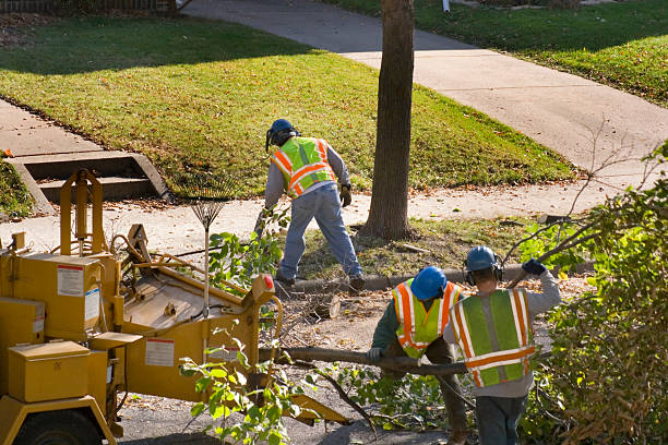 Best Firewood Processing and Delivery  in San Juan Bautista, CA