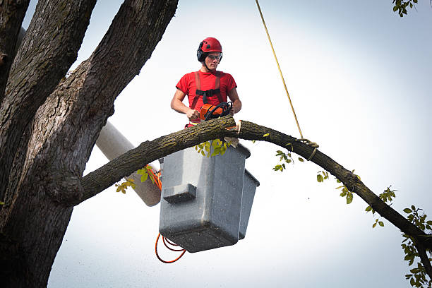 Best Hedge Trimming  in San Juan Bautista, CA