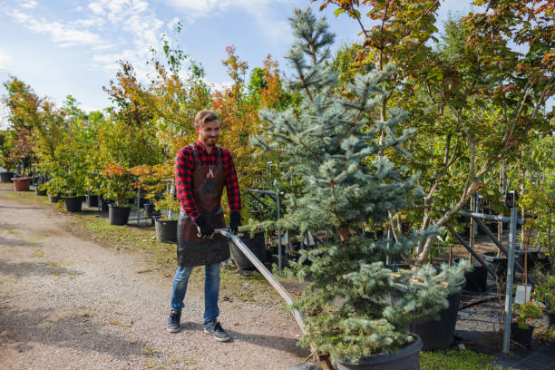 Best Emergency Tree Removal Services  in San Juan Bautista, CA