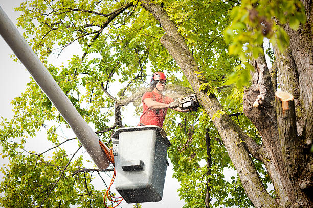 Best Storm Damage Tree Cleanup  in San Juan Bautista, CA